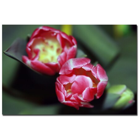 Martha Guerra 'A Pair Of Tulips III' Canvas Art,16x24